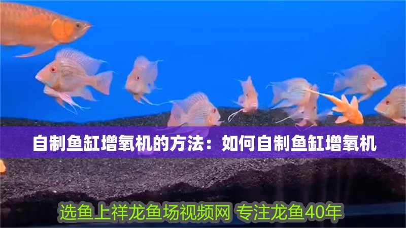 自制魚缸增氧機的方法：如何自制魚缸增氧機