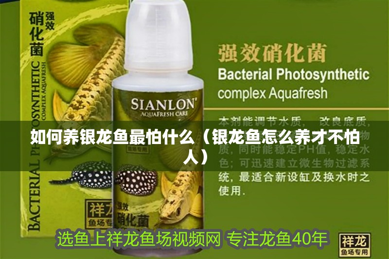 如何養銀龍魚最怕什么（銀龍魚怎么養才不怕人） 如何養銀龍魚最怕什么（銀龍魚怎么養才不怕人） 銀龍魚百科