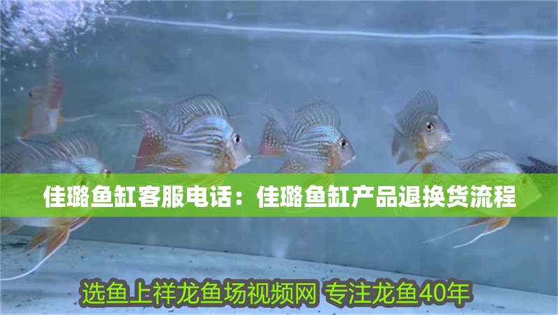 鸚鵡魚和銀龍魚混養怎樣喂食 佳璐魚缸客服電話:佳璐魚缸產品退換貨流程 魚缸百科 佳璐魚缸客服電話:佳璐魚缸產品退換貨流程 佳璐魚缸客服電話:佳璐魚缸產品退換貨流程 魚缸百科
