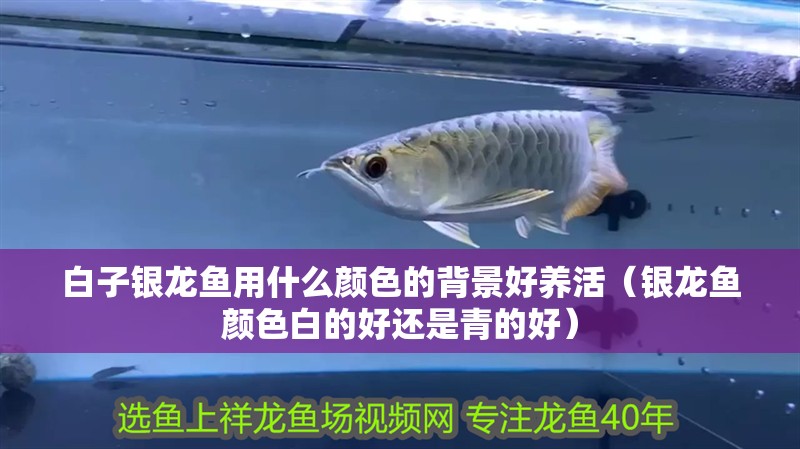 白子銀龍魚用什么顏色的背景好養活（銀龍魚顏色白的好還是青的好） 白子銀龍魚用什么顏色的背景好養活（銀龍魚顏色白的好還是青的好） 銀龍魚百科