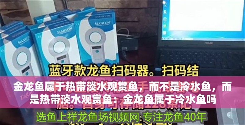 金龍魚屬于熱帶淡水觀賞魚，而不是冷水魚，而是熱帶淡水觀賞魚：金龍魚屬于冷水魚嗎