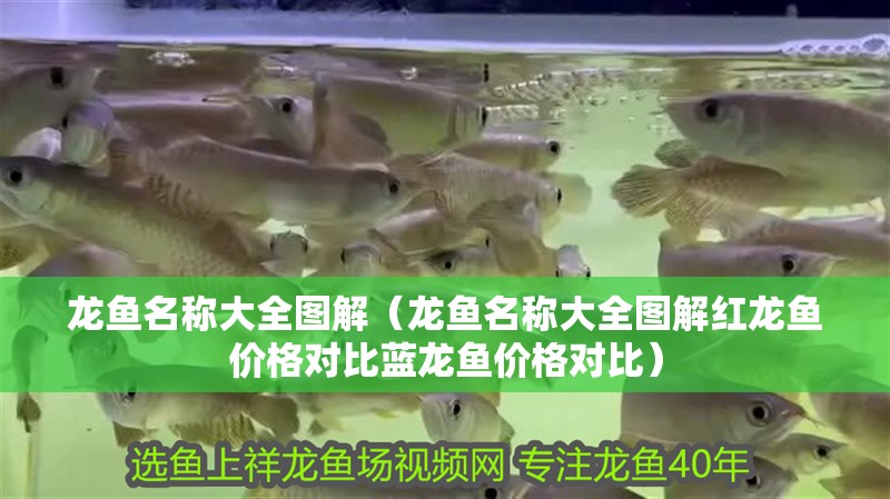 龍魚名稱大全圖解（龍魚名稱大全圖解紅龍魚價格對比藍龍魚價格對比）