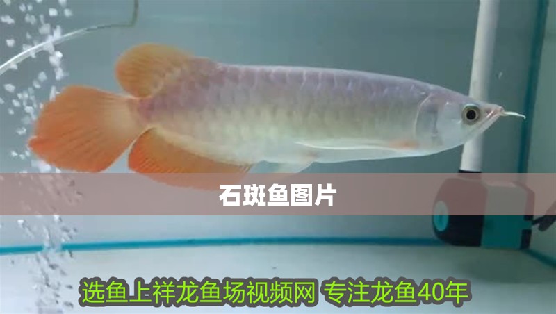 石斑魚圖片 石斑魚圖片 龍魚論壇