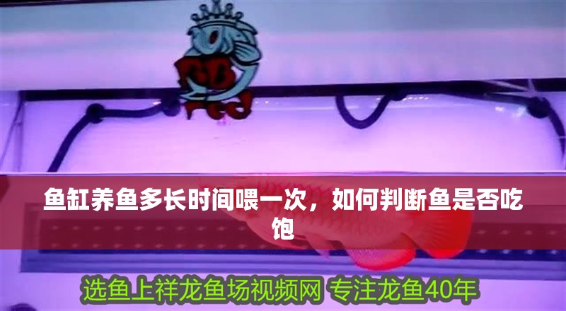 魚缸養(yǎng)魚多長時(shí)間喂一次，如何判斷魚是否吃飽