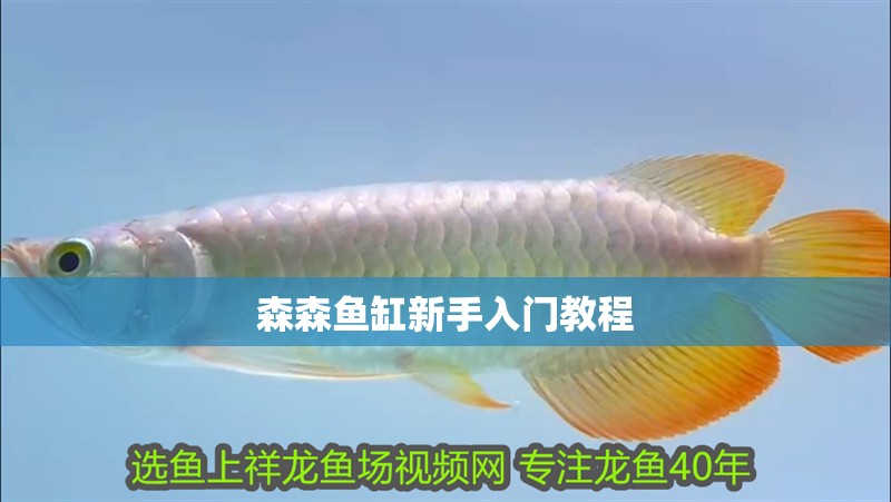 森森魚缸新手入門教程 森森魚缸新手入門教程 龍魚論壇