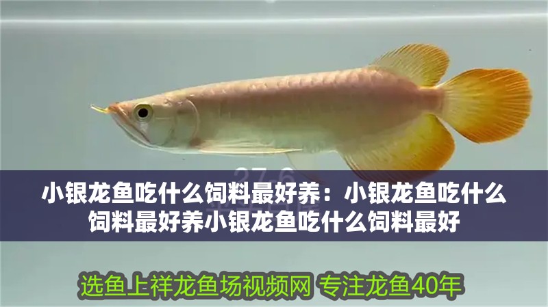 龍魚干蝦有營養(yǎng)嗎 小銀龍魚吃什么飼料最好養(yǎng):小銀龍魚吃什么飼料最好養(yǎng)小銀龍魚吃什么飼料最好 龍魚百科 小銀龍魚吃什么飼料最好養(yǎng):小銀龍魚吃什么飼料最好養(yǎng)小銀龍魚吃什么飼料最好 小銀龍魚吃什么飼料最好養(yǎng):小銀龍魚吃什么飼料最好養(yǎng)小銀龍魚吃什么飼料最好 龍魚百科