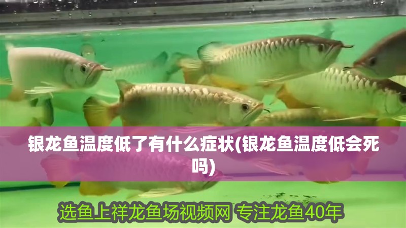 銀龍魚(yú)溫度低了有什么癥狀(銀龍魚(yú)溫度低會(huì)死嗎)