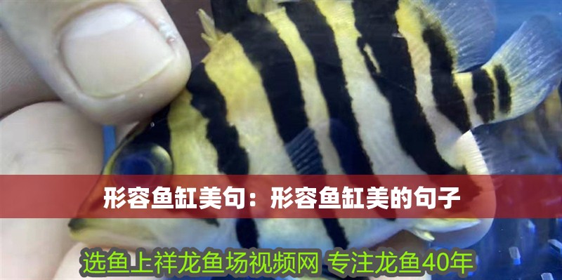 形容魚缸美句：形容魚缸美的句子