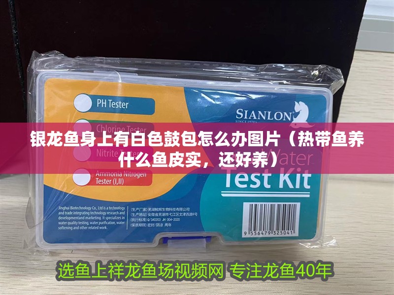 銀龍魚身上有白色鼓包怎么辦圖片（熱帶魚養什么魚皮實，還好養）