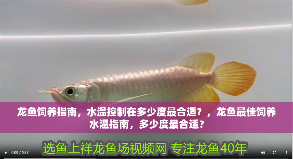 龍魚飼養指南,水溫控制在多少度最合適?,龍魚最佳飼養水溫指南,多少度最合適? 龍魚百科 第1張 龍魚飼養指南,水溫控制在多少度最合適?,龍魚最佳飼養水溫指南,多少度最合適? 龍魚飼養指南,水溫控制在多少度最合適?,龍魚最佳飼養水溫指南,多少度最合適? 龍魚百科 第1張