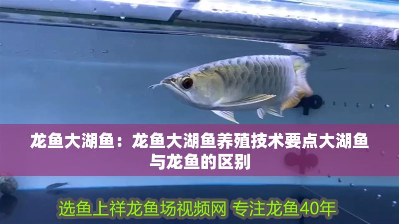 龍魚大湖魚：龍魚大湖魚養殖技術要點大湖魚與龍魚的區別 龍魚大湖魚：龍魚大湖魚養殖技術要點大湖魚與龍魚的區別 大湖紅龍魚百科 第2張