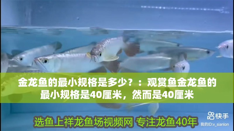 金龍魚的最小規格是多少？：觀賞魚金龍魚的最小規格是40厘米，然而是40厘米