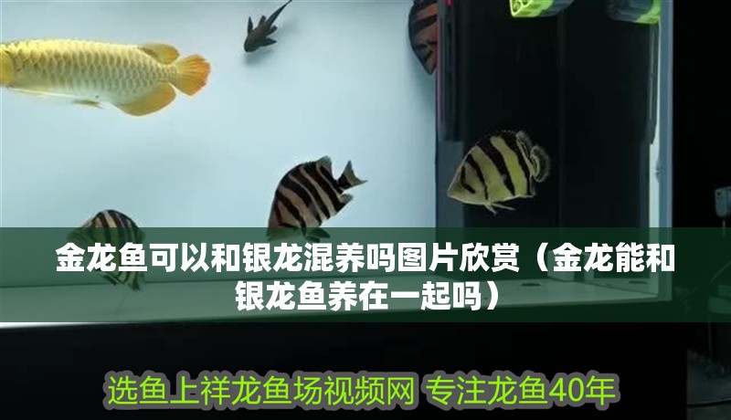 金龍魚可以和銀龍混養(yǎng)嗎圖片欣賞（金龍能和銀龍魚養(yǎng)在一起嗎）
