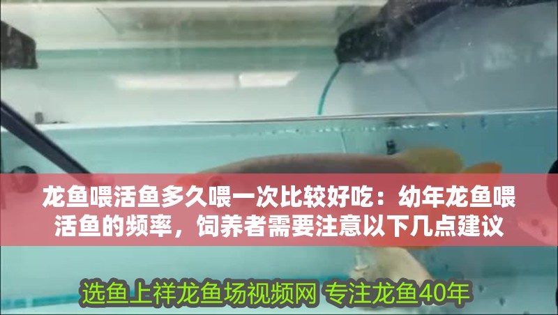 龍魚喂活魚多久喂一次比較好吃：幼年龍魚喂活魚的頻率，飼養者需要注意以下幾點建議