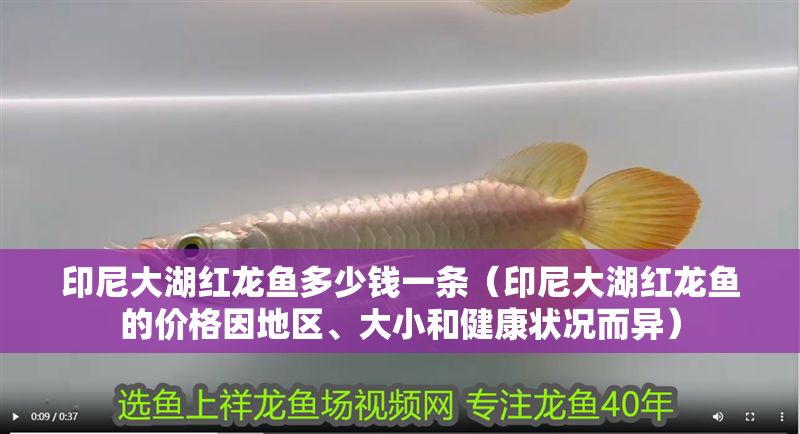 印尼大湖紅龍魚多少錢一條（印尼大湖紅龍魚的價格因地區、大小和健康狀況而異）