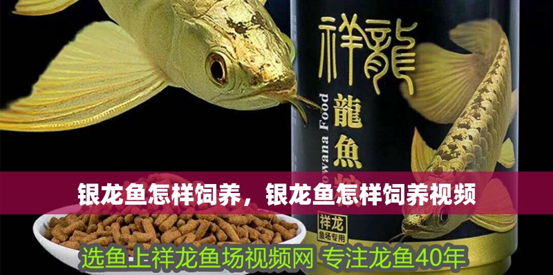 銀龍魚怎樣飼養，銀龍魚怎樣飼養視頻