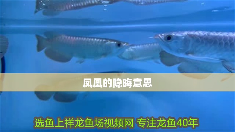 鳳凰的隱晦意思