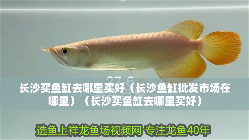 長沙買魚缸去哪里買好（長沙魚缸批發(fā)市場在哪里）（長沙買魚缸去哪里買好）