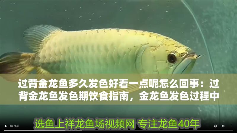 過背金龍魚多久發色好看一點呢怎么回事：過背金龍魚發色期飲食指南，金龍魚發色過程中常見問題