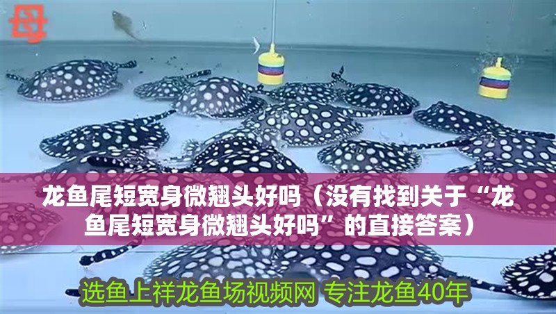 龍魚尾短寬身微翹頭好嗎（沒有找到關(guān)于“龍魚尾短寬身微翹頭好嗎”的直接答案）