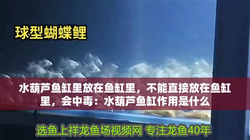 水葫蘆魚缸里放在魚缸里，不能直接放在魚缸里，會(huì)中毒：水葫蘆魚缸作用是什么
