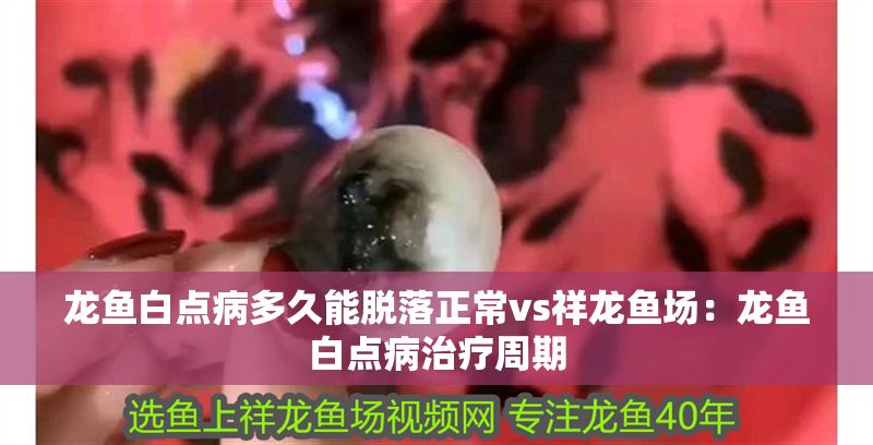 龍魚白點病多久能脫落正常vs祥龍魚場：龍魚白點病治療周期
