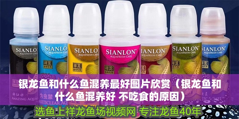 銀龍魚和什么魚混養(yǎng)最好圖片欣賞（銀龍魚和什么魚混養(yǎng)好 不吃食的原因）