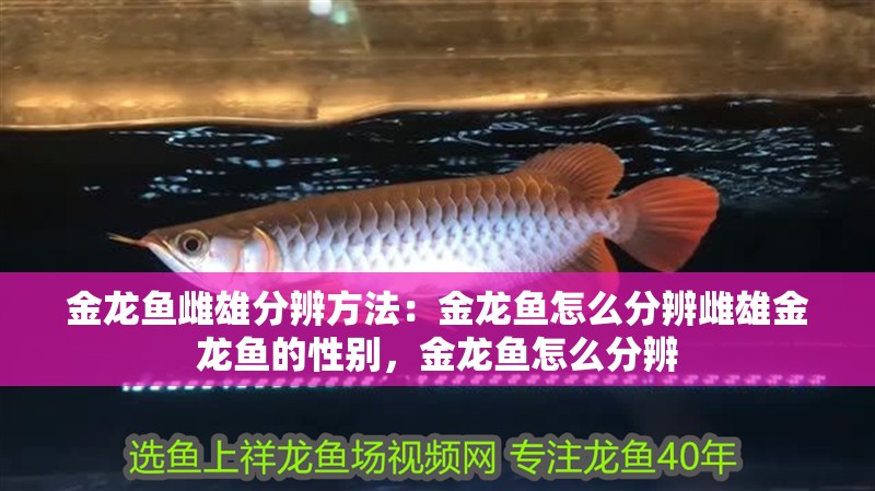 金龍魚雌雄分辨方法：金龍魚怎么分辨雌雄金龍魚的性別，金龍魚怎么分辨