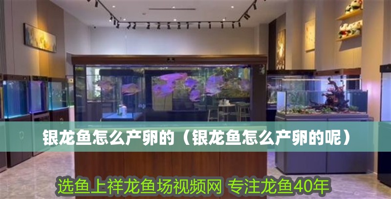 銀龍魚怎么產卵的（銀龍魚怎么產卵的呢）