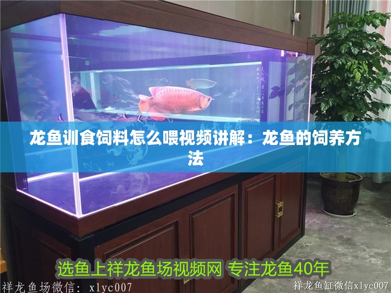 龍魚(yú)訓(xùn)食飼料怎么喂視頻講解：龍魚(yú)的飼養(yǎng)方法