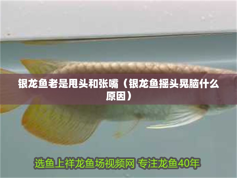 銀龍魚老是甩頭和張嘴（銀龍魚搖頭晃腦什么原因） 銀龍魚老是甩頭和張嘴（銀龍魚搖頭晃腦什么原因） 銀龍魚百科