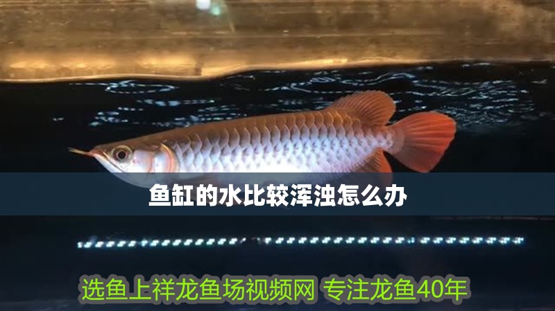 魚缸的水比較渾濁怎么辦