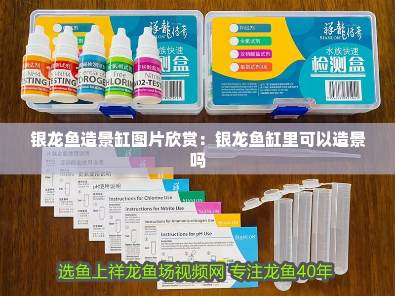 銀龍魚造景缸圖片欣賞：銀龍魚缸里可以造景嗎