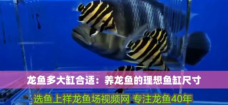 龍魚多大缸合適：養龍魚的理想魚缸尺寸