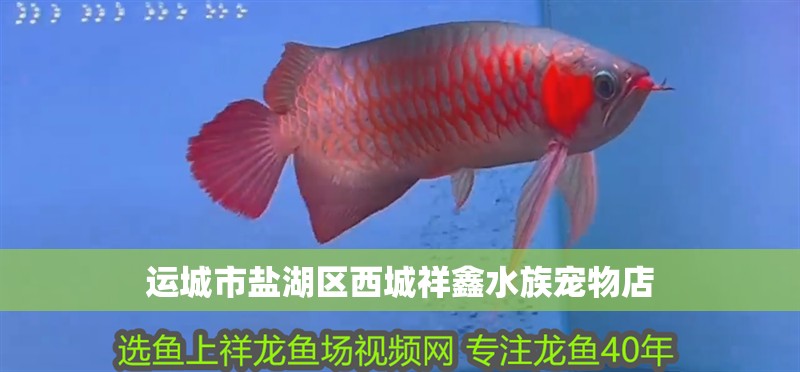 運城市鹽湖區西城祥鑫水族寵物店 運城市鹽湖區西城祥鑫水族寵物店 全國水族館企業名錄