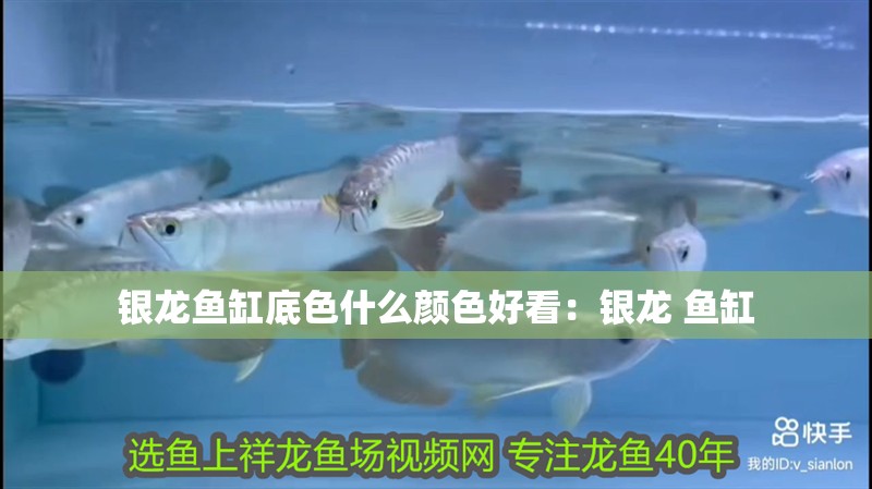 銀龍魚缸底色什么顏色好看：銀龍 魚缸