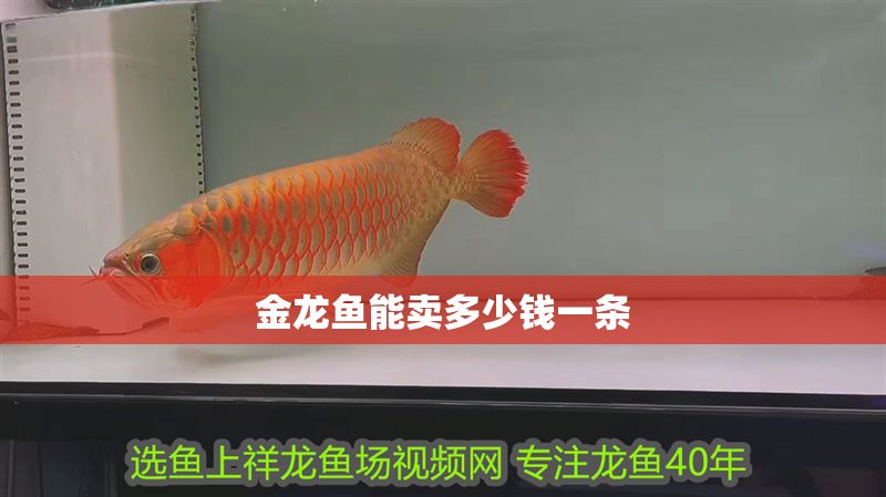 金龍魚能賣多少錢一條 龍魚百科 第2張 金龍魚能賣多少錢一條 金龍魚能賣多少錢一條 龍魚百科 第2張