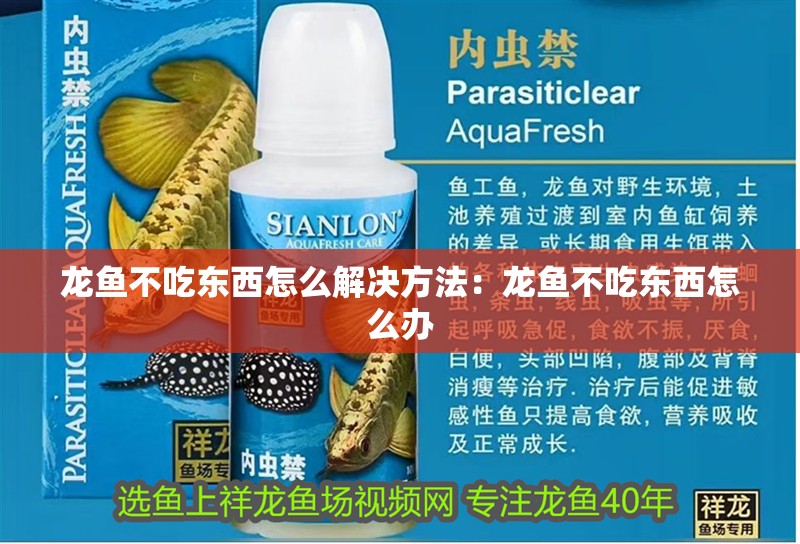 龍魚不吃東西怎么解決方法：龍魚不吃東西怎么辦