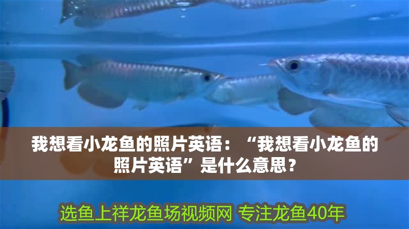 我想看小龍魚的照片英語：“我想看小龍魚的照片英語”是什么意思？