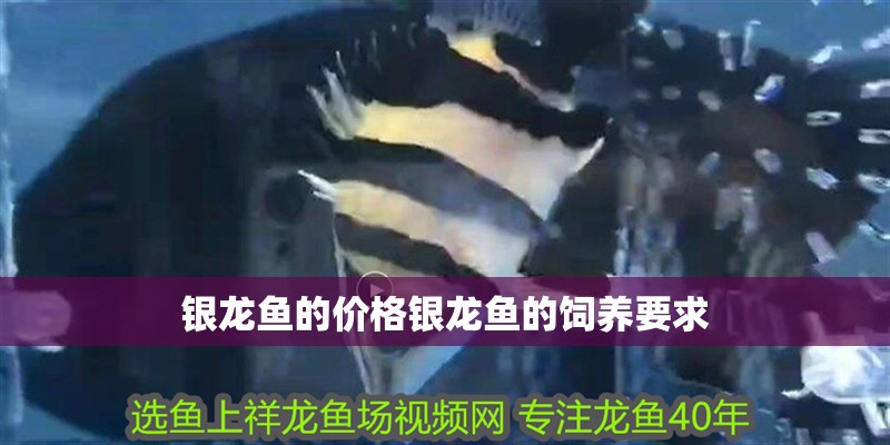 銀龍魚的價格銀龍魚的飼養要求