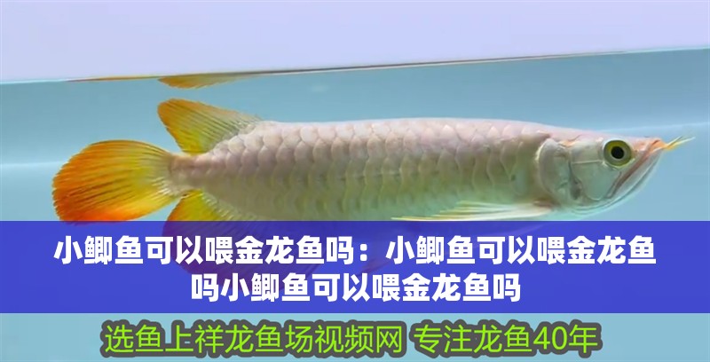 小鯽魚可以喂金龍魚嗎：小鯽魚可以喂金龍魚嗎小鯽魚可以喂金龍魚嗎