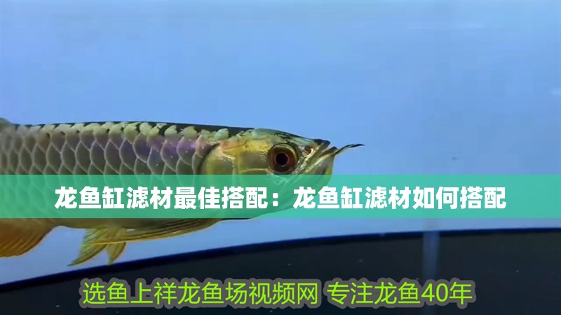 龍魚缸濾材最佳搭配：龍魚缸濾材如何搭配