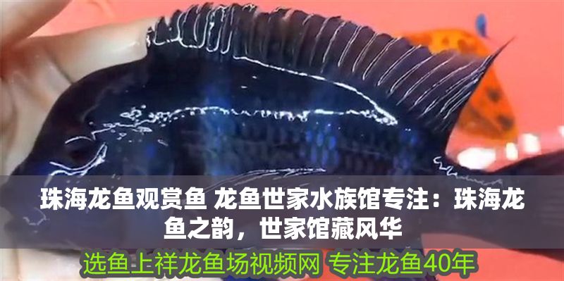 珠海龍魚觀賞魚 龍魚世家水族館專注：珠海龍魚之韻，世家館藏風華