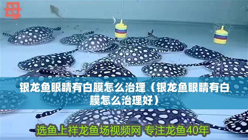 銀龍魚(yú)眼睛有白膜怎么治理（銀龍魚(yú)眼睛有白膜怎么治理好）