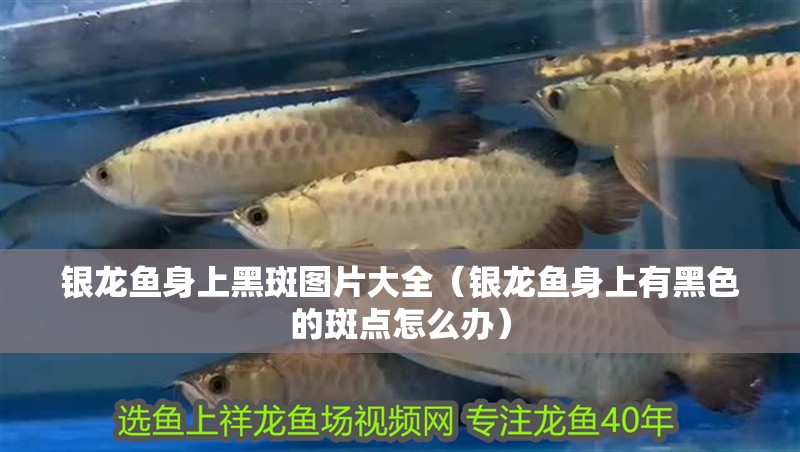 銀龍魚身上黑斑圖片大全（銀龍魚身上有黑色的斑點怎么辦）