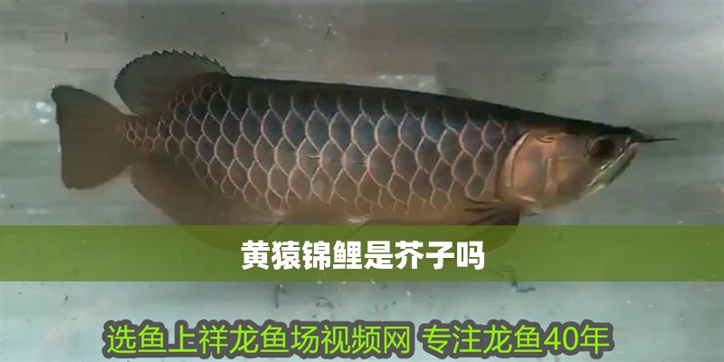 黃猿錦鯉是芥子嗎