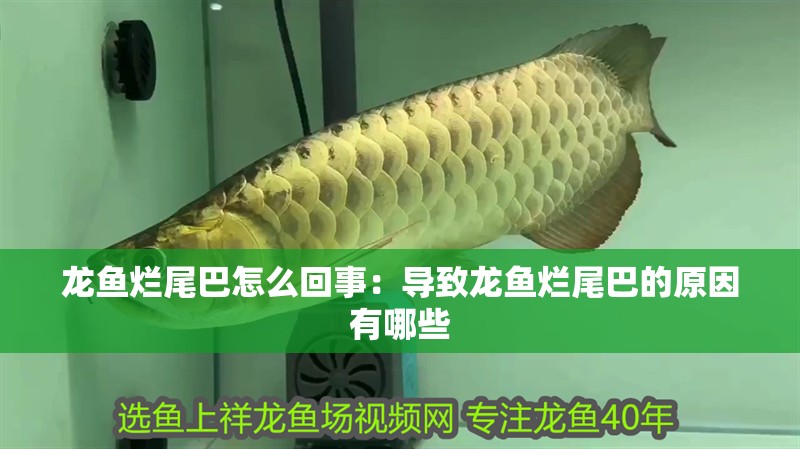 龍魚爛尾巴怎么回事：導(dǎo)致龍魚爛尾巴的原因有哪些 龍魚爛尾巴怎么回事：導(dǎo)致龍魚爛尾巴的原因有哪些 龍魚百科