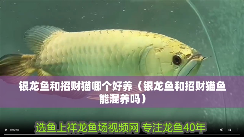 銀龍魚和招財貓哪個好養(yǎng)（銀龍魚和招財貓魚能混養(yǎng)嗎）