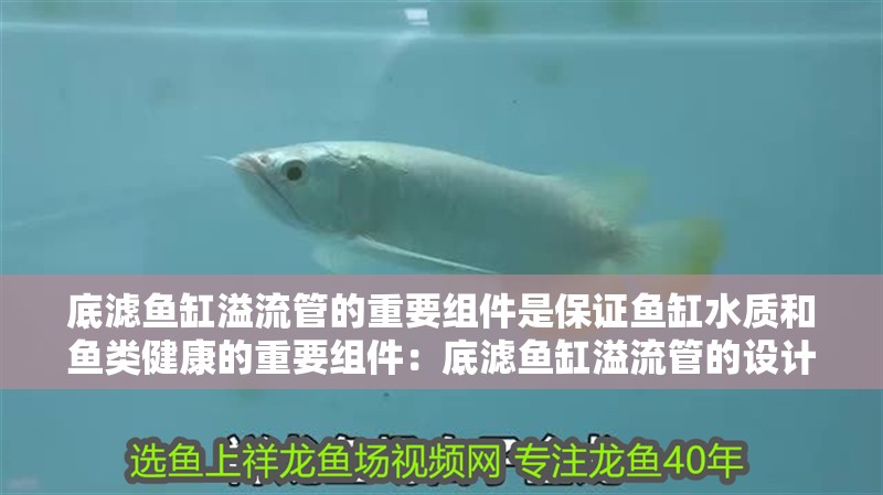 底濾魚缸溢流管的重要組件是保證魚缸水質和魚類健康的重要組件：底濾魚缸溢流管的設計