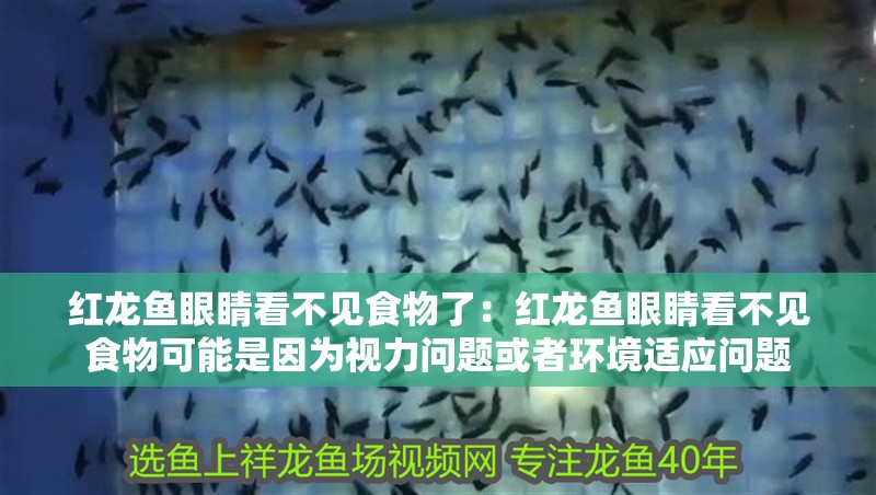紅龍魚眼睛看不見食物了：紅龍魚眼睛看不見食物可能是因為視力問題或者環境適應問題